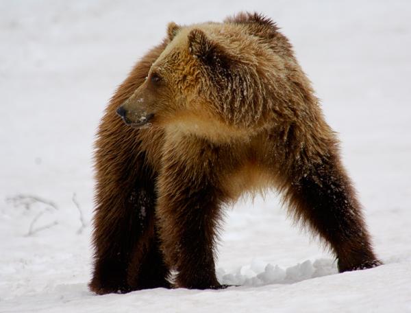 Lifes of Russian Wild Animals