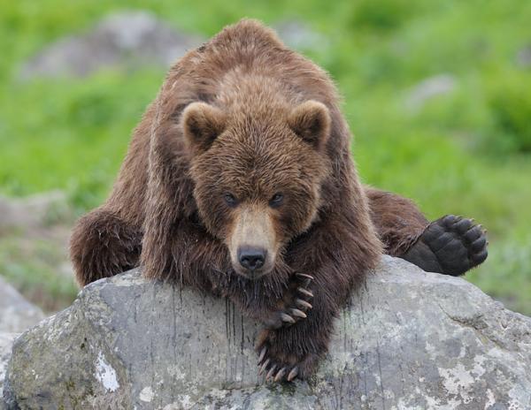 Lifes of Russian Wild Animals