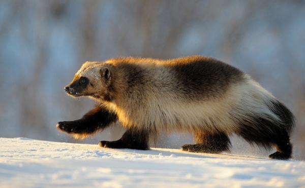 Lifes of Russian Wild Animals