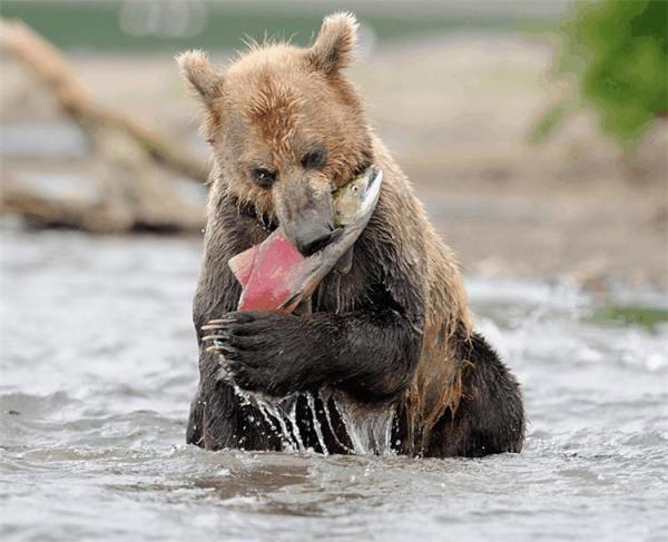 Lifes of Russian Wild Animals