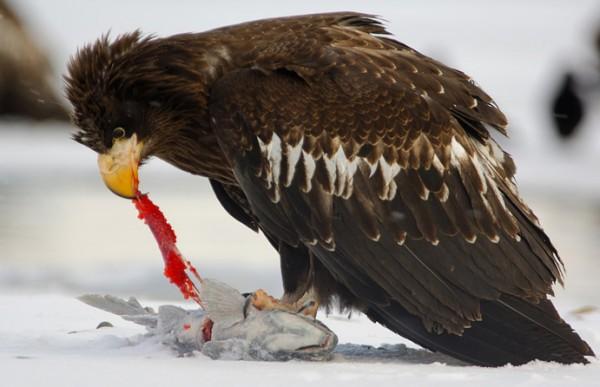 Lifes of Russian Wild Animals
