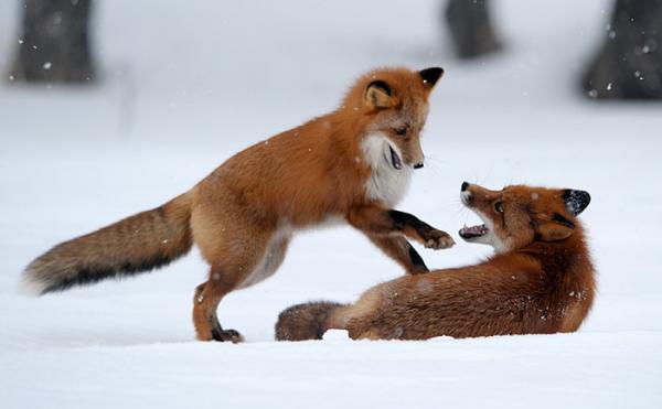 Lifes of Russian Wild Animals