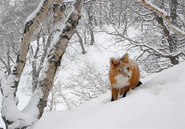 Lifes of Russian Wild Animals