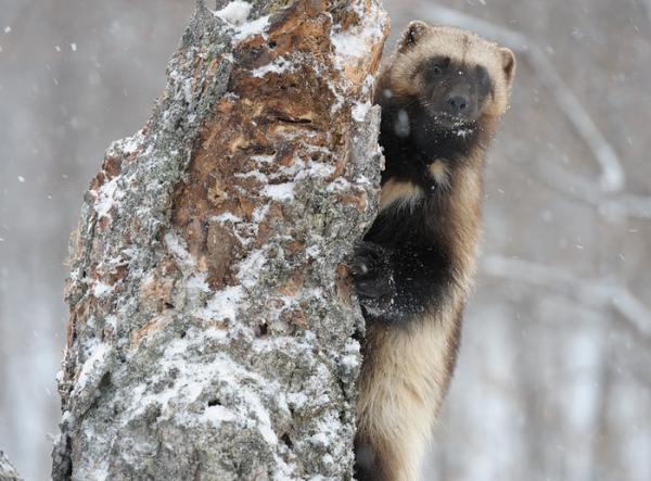 Lifes of Russian Wild Animals