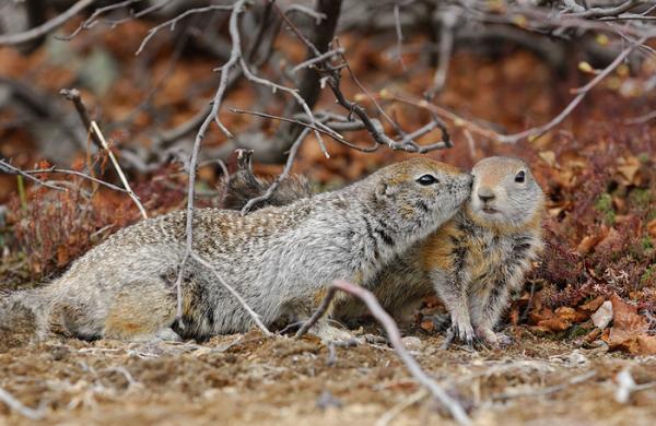 Lifes of Russian Wild Animals