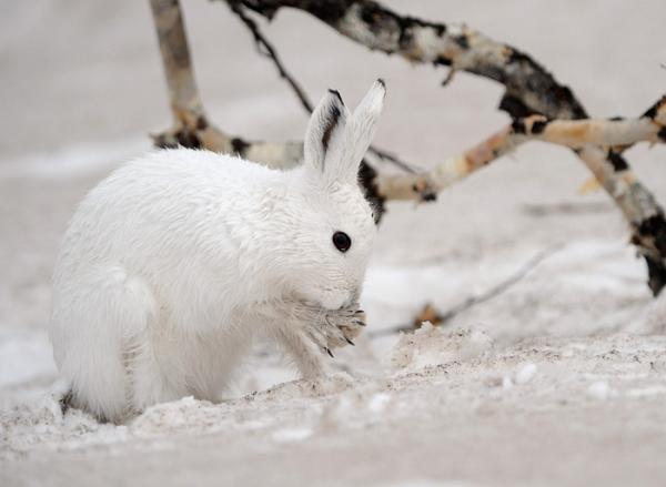 Lifes of Russian Wild Animals