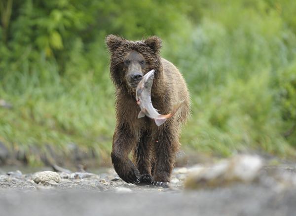 Lifes of Russian Wild Animals
