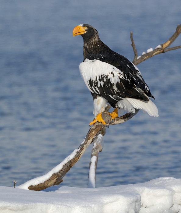 Lifes of Russian Wild Animals