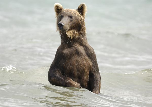 Lifes of Russian Wild Animals