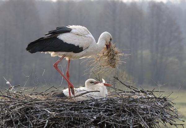 Lifes of Russian Wild Animals