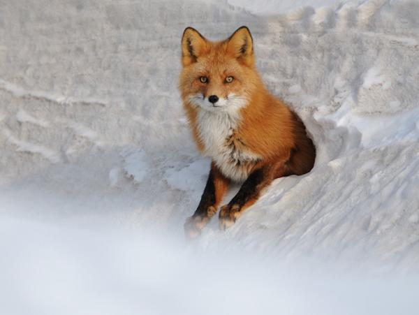 Lifes of Russian Wild Animals