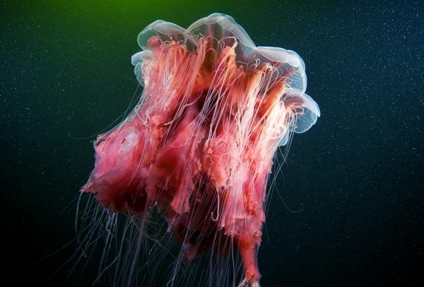 Underwater photography by Alexander Semenov