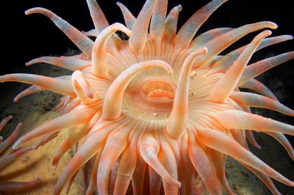Underwater photography by Alexander Semenov