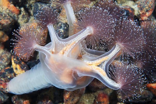 Underwater photography by Alexander Semenov
