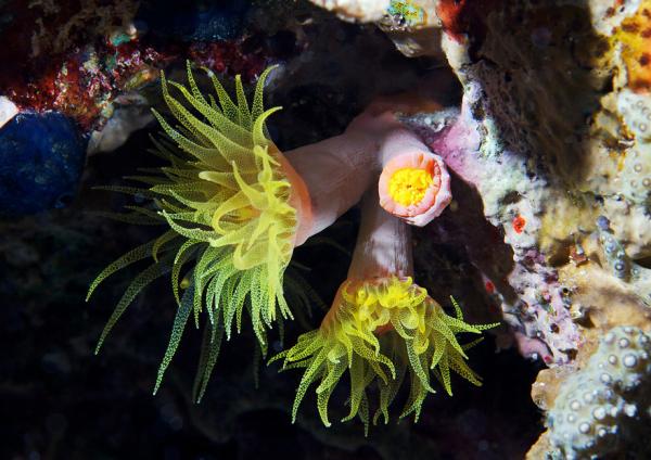Underwater photography by Alexander Semenov