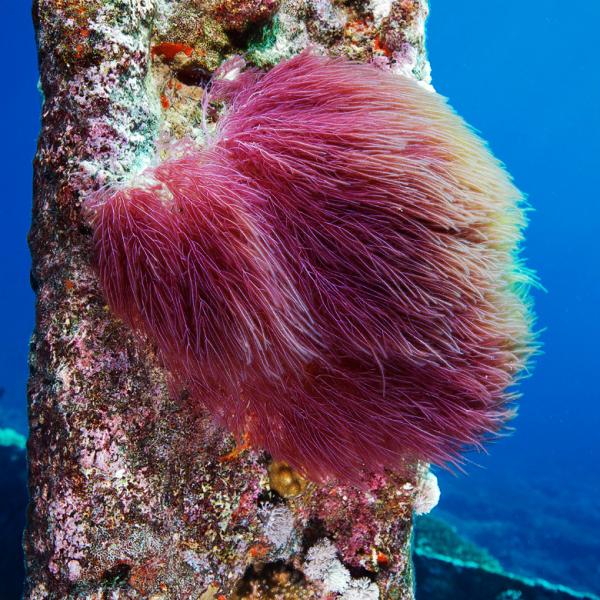 Underwater photography by Alexander Semenov