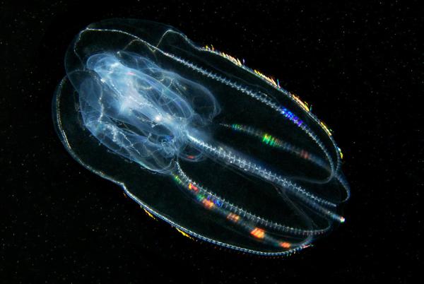 Underwater photography by Alexander Semenov