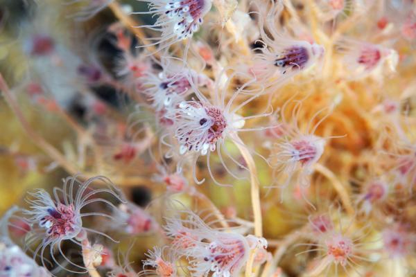 Underwater photography by Alexander Semenov