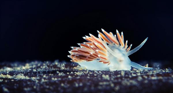 Underwater photography by Alexander Semenov