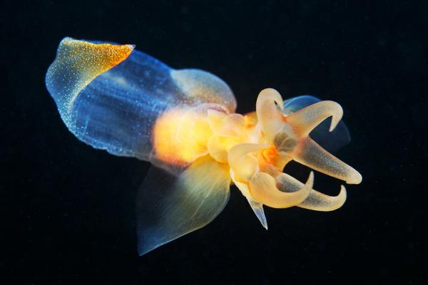 Underwater photography by Alexander Semenov