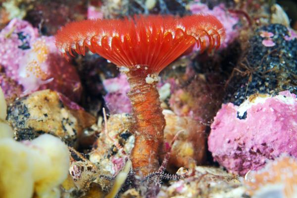 Underwater photography by Alexander Semenov