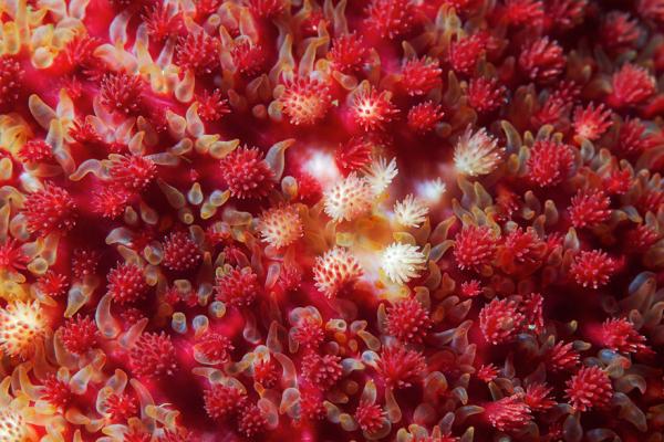 Underwater photography by Alexander Semenov