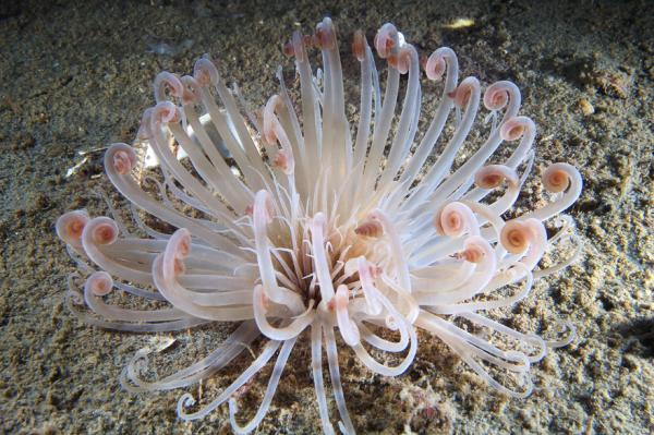 Underwater photography by Alexander Semenov