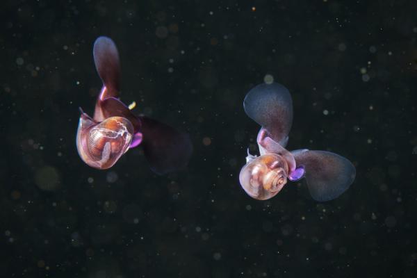 Underwater photography by Alexander Semenov