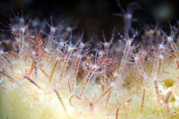 Underwater photography by Alexander Semenov