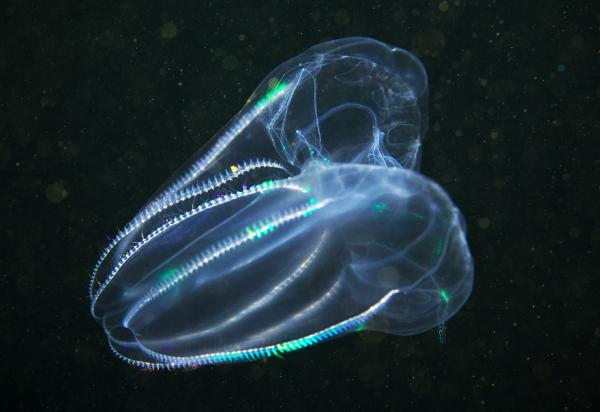 Underwater photography by Alexander Semenov