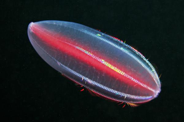 Underwater photography by Alexander Semenov