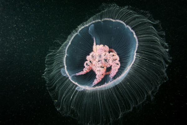 Underwater photography by Alexander Semenov
