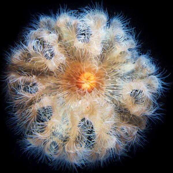 Underwater photography by Alexander Semenov