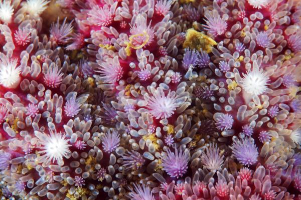 Underwater photography by Alexander Semenov