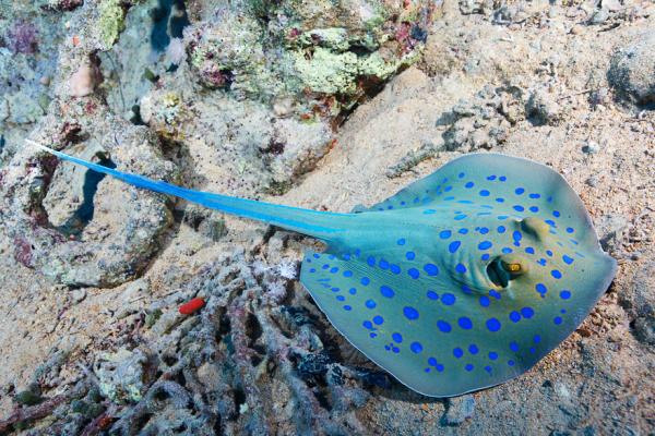 Underwater photography by Alexander Semenov