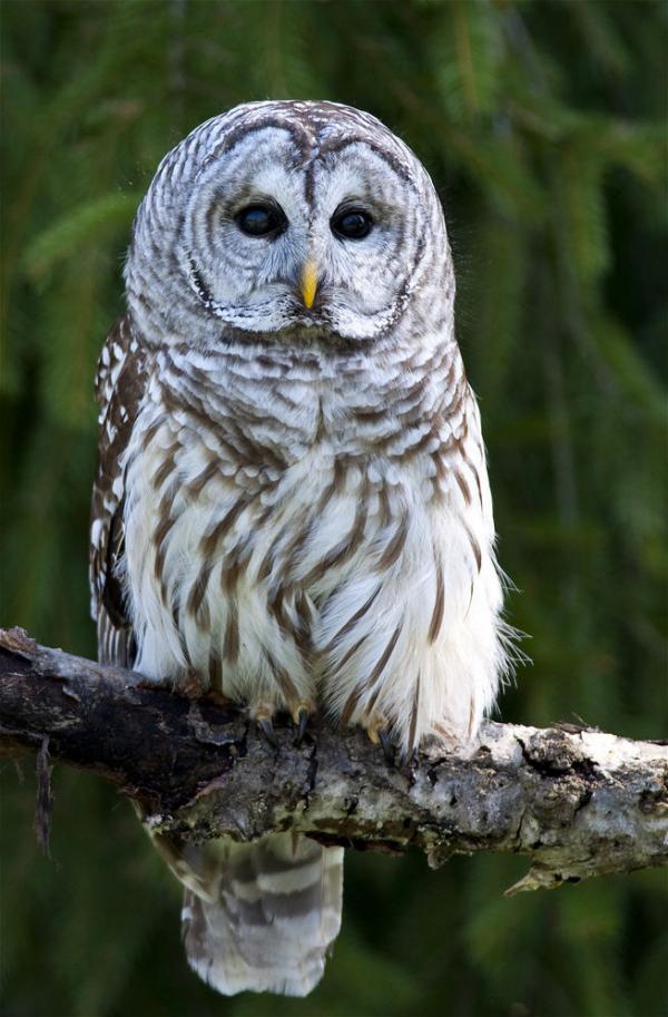 Awesome Birds Photography by Jen St. Louis