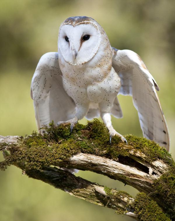 Awesome Birds Photography by Jen St. Louis