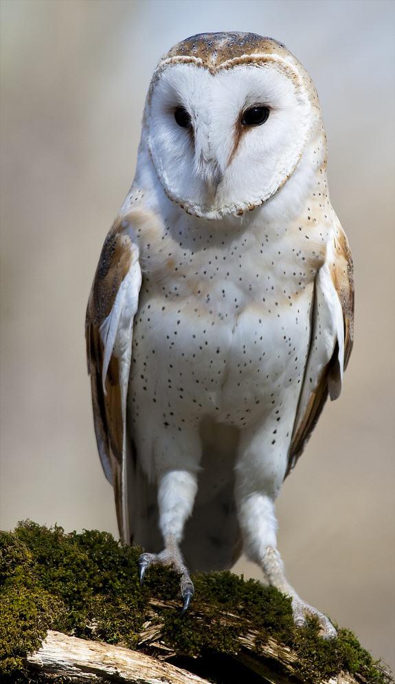 Awesome Birds Photography by Jen St. Louis