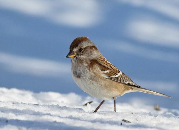 Awesome Birds Photography by Jen St. Louis