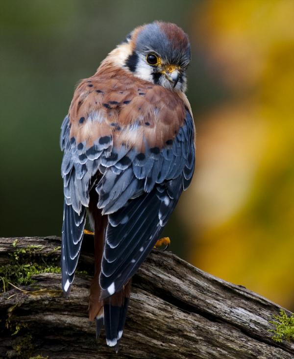 Awesome Birds Photography by Jen St. Louis