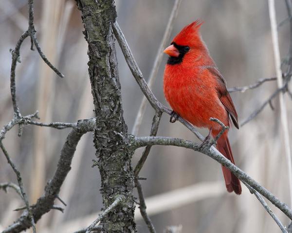 Awesome Birds Photography by Jen St. Louis