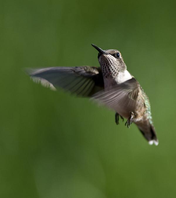 Awesome Birds Photography by Jen St. Louis
