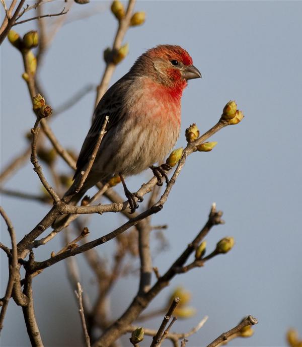 Awesome Birds Photography by Jen St. Louis