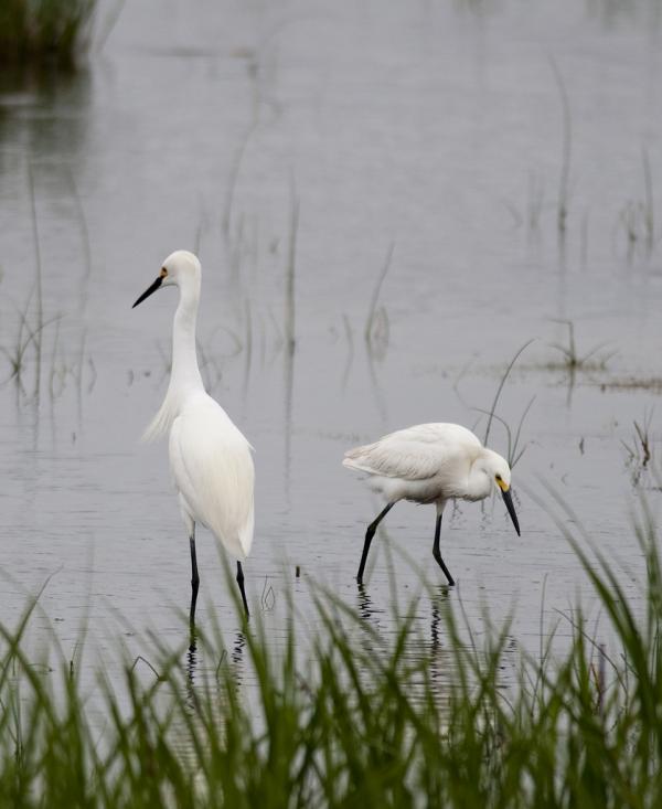 Awesome Birds Photography by Jen St. Louis
