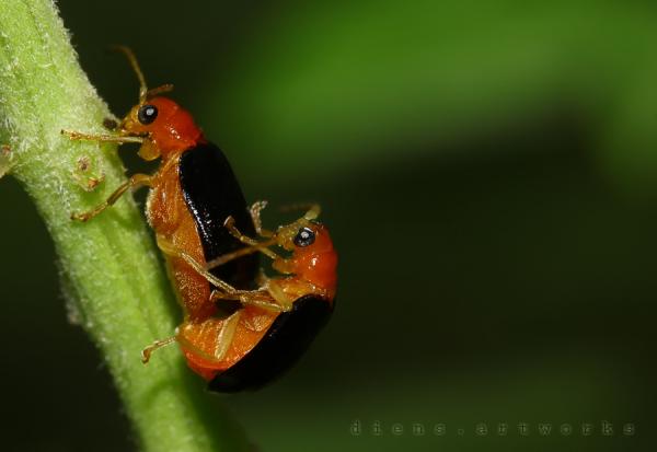 35 Stunning Macro Photography by Diens Silver