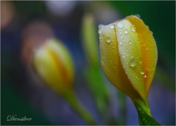 35 Stunning Macro Photography by Diens Silver