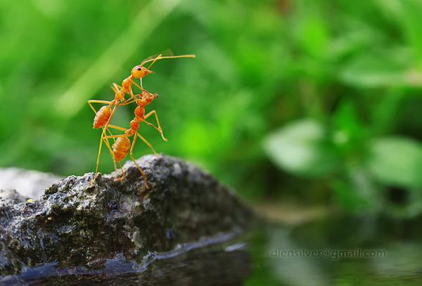 35 Stunning Macro Photography by Diens Silver