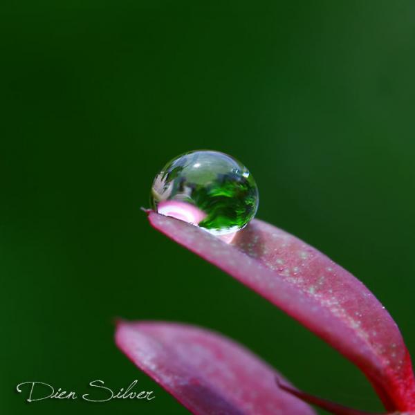 35 Stunning Macro Photography by Diens Silver