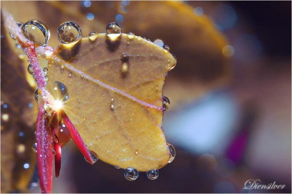 35 Stunning Macro Photography by Diens Silver