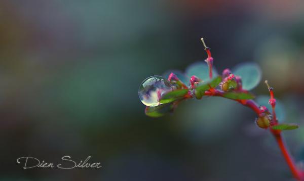 35 Stunning Macro Photography by Diens Silver